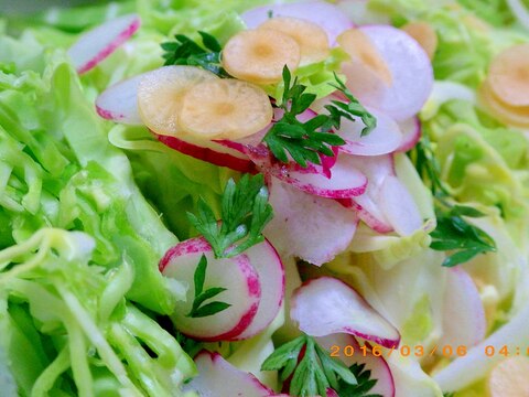 春キャベツとラディッシュのサラダ